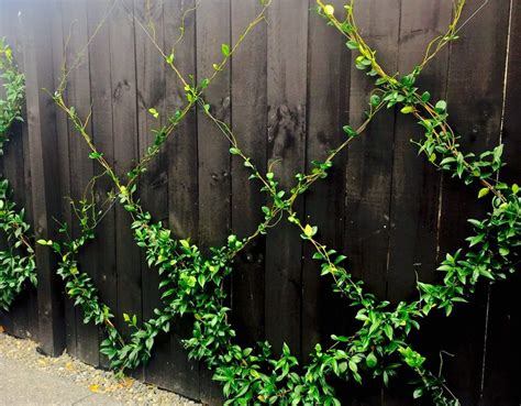 How To Make a Wire Espalier Trellis .